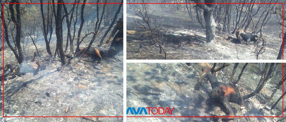 IRGC accused of fire forest, killed environmentalist, three locals in Kurdistan