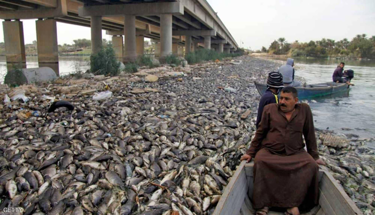 نفوق ملايين من الأسماك العراقية