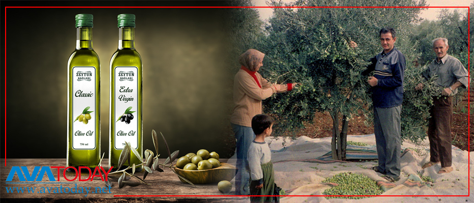تورکیا ڕۆنى زەیتونى عەفرین دەدزێت و دەیفرۆشێتەوە