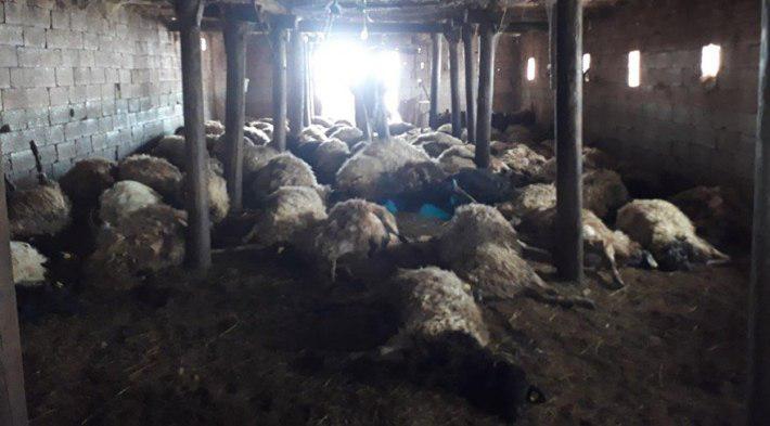 Hakkari’de ahıra kurtlar girdi: 110 koyun telef oldu
