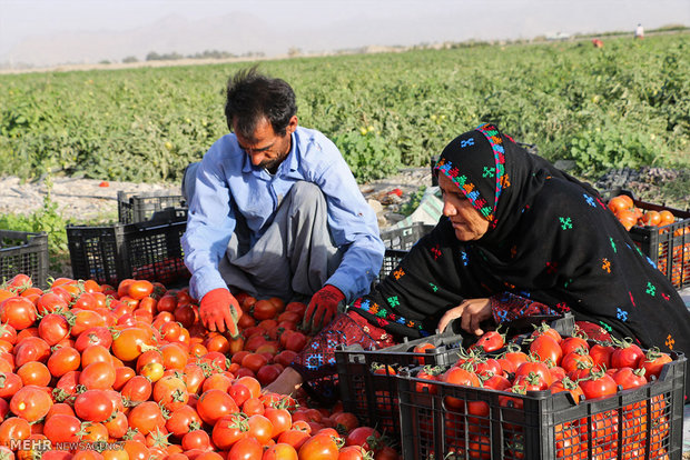 تەماتە و بەدبەختییەکانى بۆ جوتیارە کوردەکان
