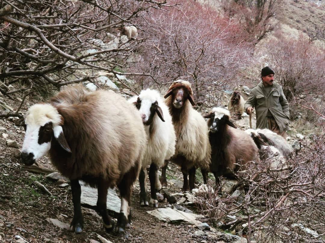 افشاگری درباره راهزنی و غارت توسط سپاه تروریستی پاسداران!