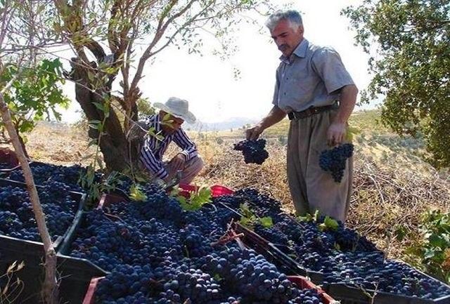 خەساری سەدان ملیار تمەنی لە وەرزێرانی سەردەشت بەهۆی سیاسەتی هەڵاواردنی ڕژێم