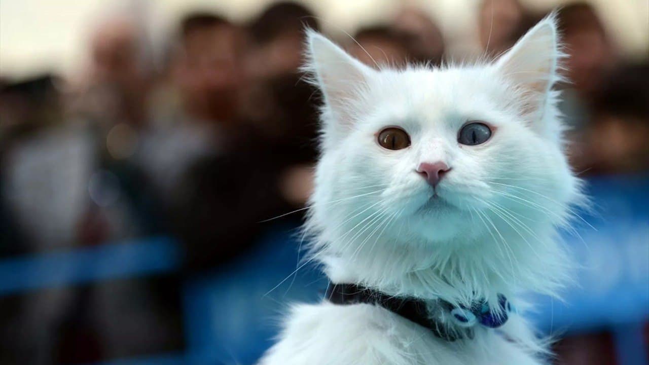 4 binden fazla kedi araştırıldı: En saldırganı Van kedisi çıktı