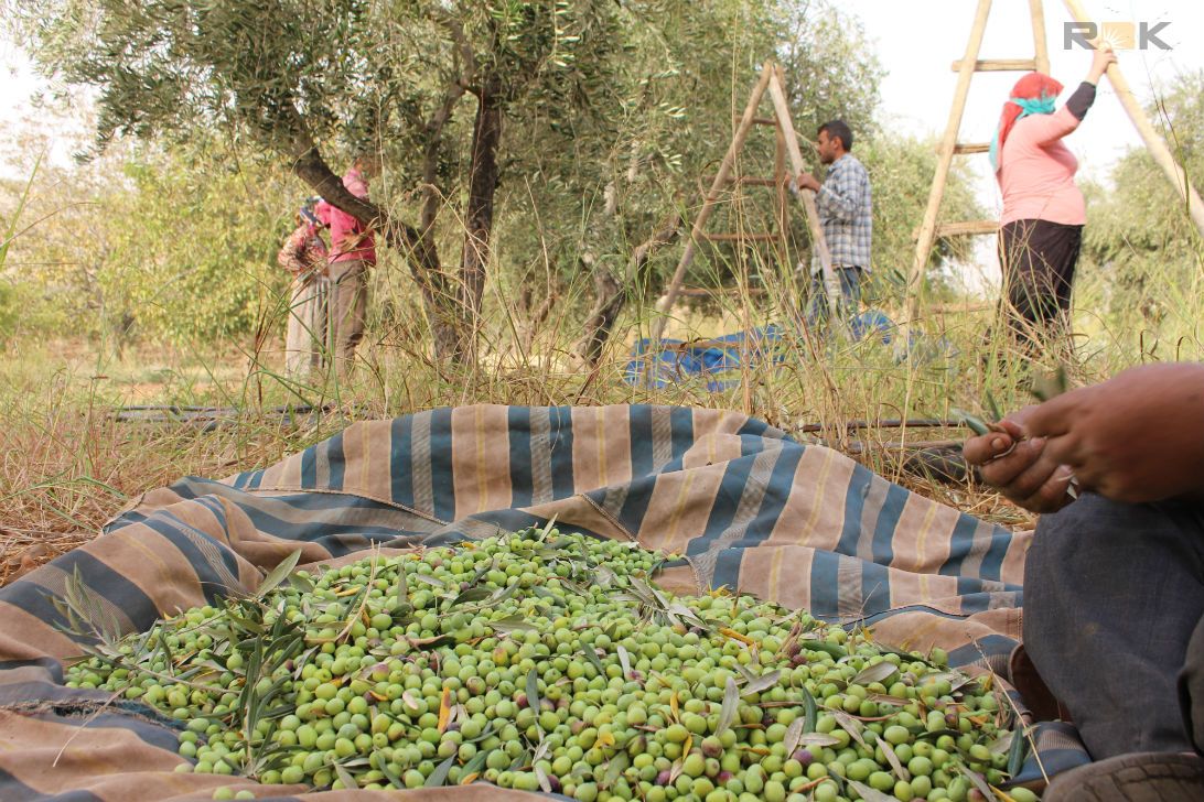 زەیتوون تەکاندنى عەفرین