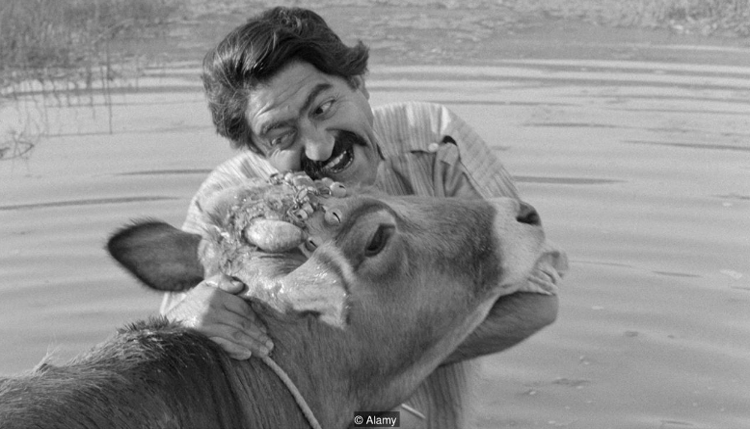 فيلم البقرة