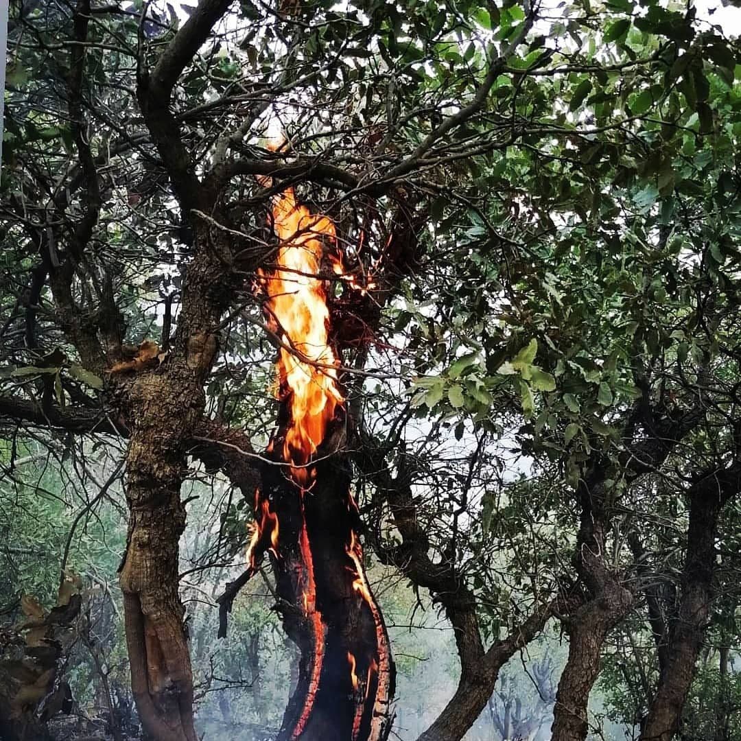 سوتان ١