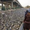 نفوق ملايين من الأسماك العراقية