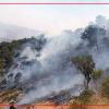 ژینگەپارێزانی کوردستان بڕینەوەی دارستانەکانی زاگرۆس مەحکوم دەکەن