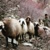 IRGCs smuggled hundreds of seized sheep to Iraqi Kurdish