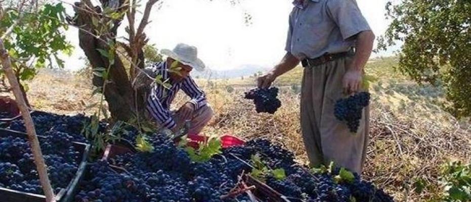 خەساری سەدان ملیار تمەنی لە وەرزێرانی سەردەشت بەهۆی سیاسەتی هەڵاواردنی ڕژێم
