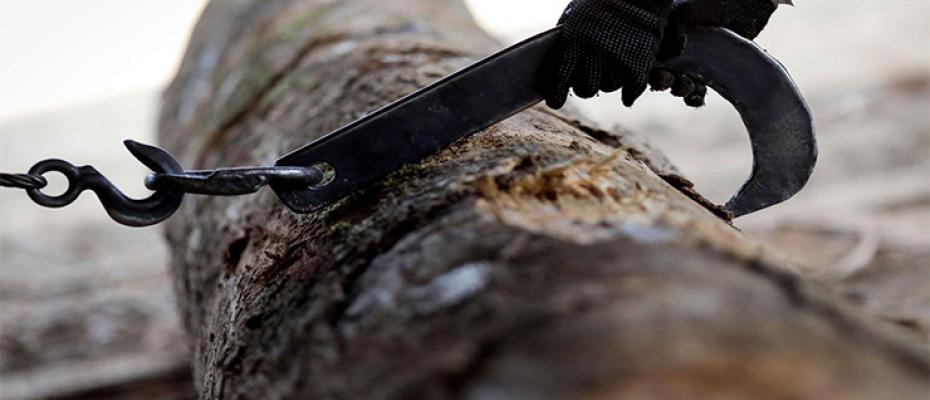 إبادة البيئة الطبيعية
