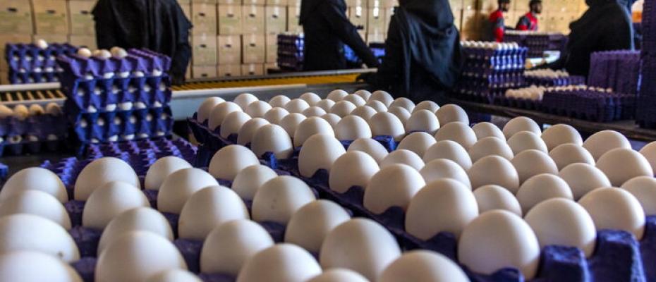 سوء مدیریت در اداره امور دام و طیور وزارت جهاد کشاورزی موجب معدوم‌سازی چند صد تن تخم‌مرغ شد.