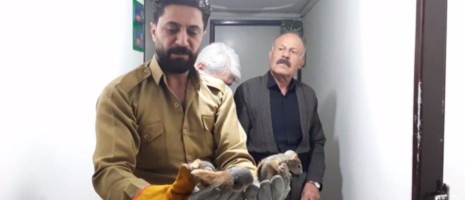 سمۆرە سنە